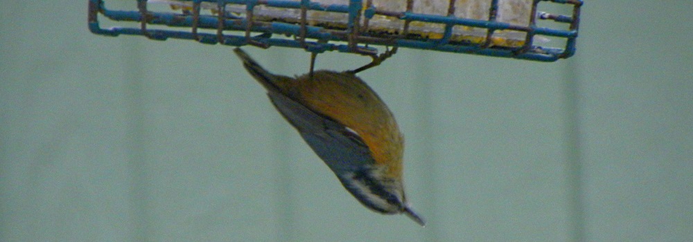 Land Birds, Tree ClimbersRed-breasted Nuthatch