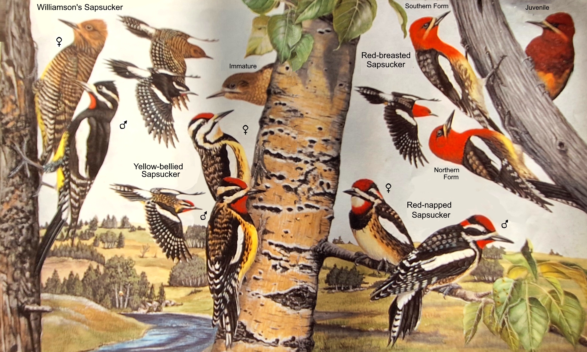 Land BirdsThe Tree Climbers