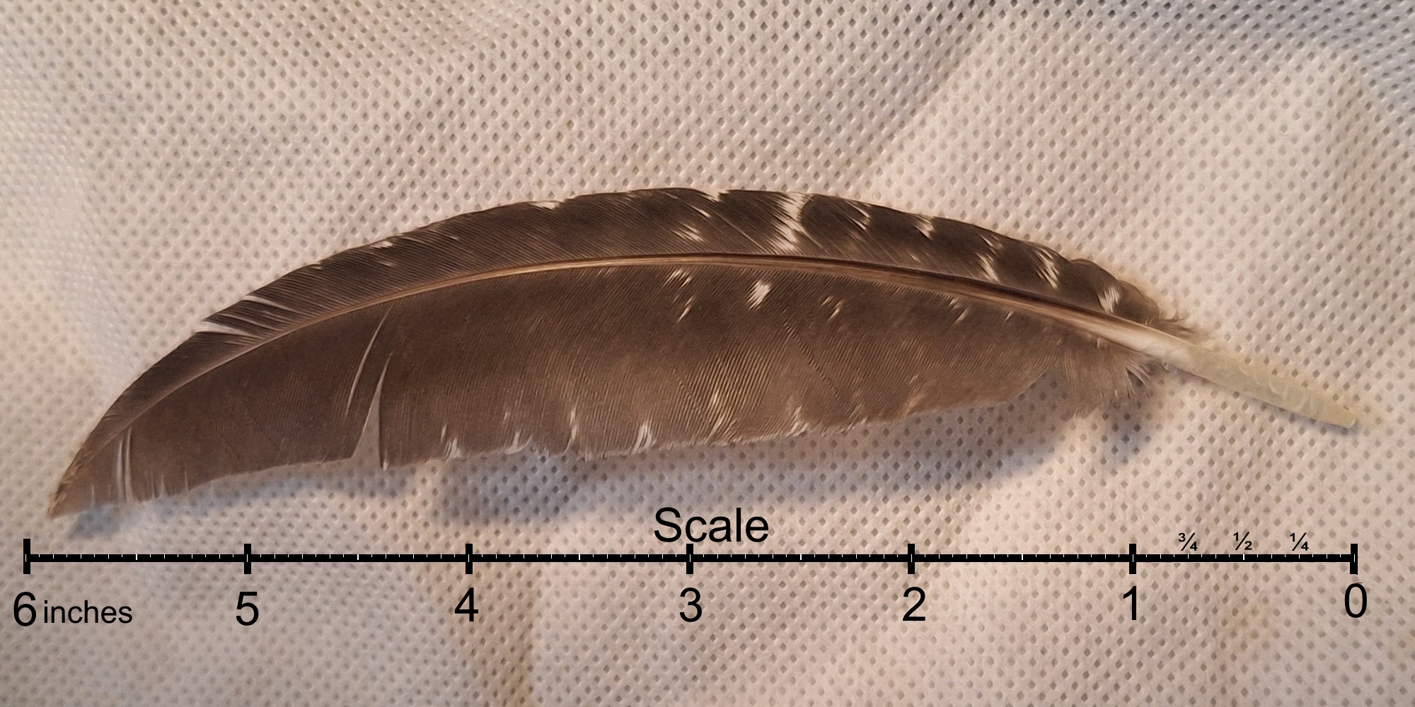 Land BirdsThe Tree Climbers