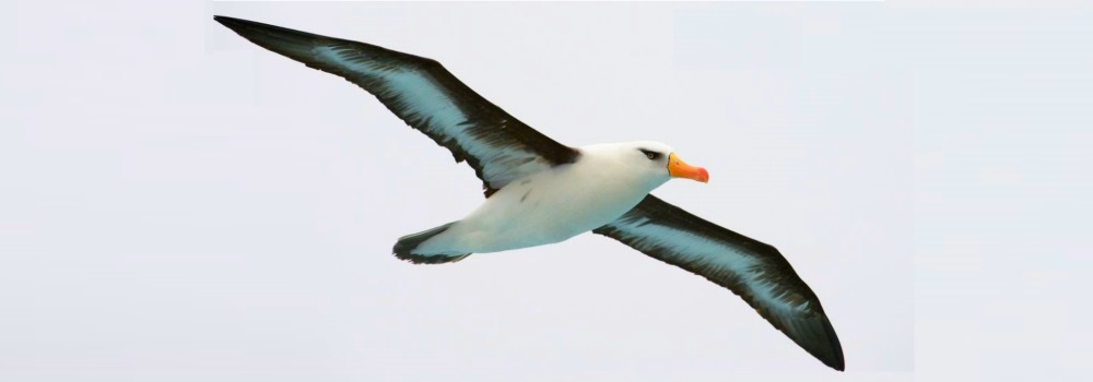Marine BirdsThe Aerialists