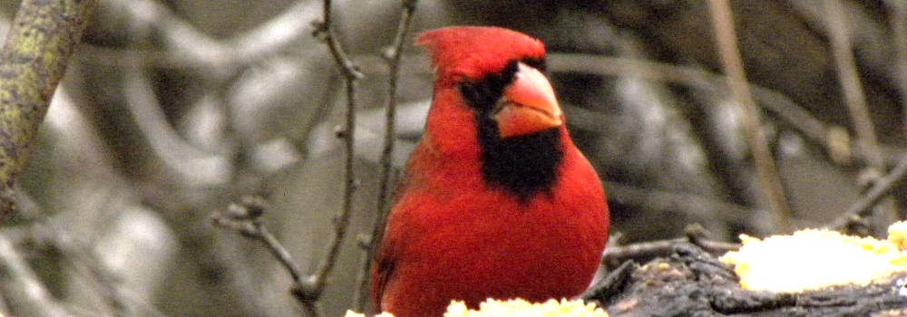 Conical Billed Song BirdsMale Cardinal