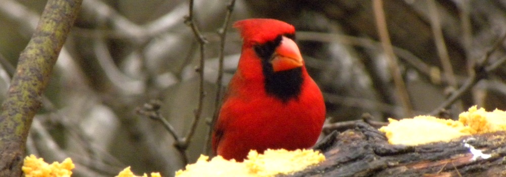 Conical Billed Song BirdsCardinal