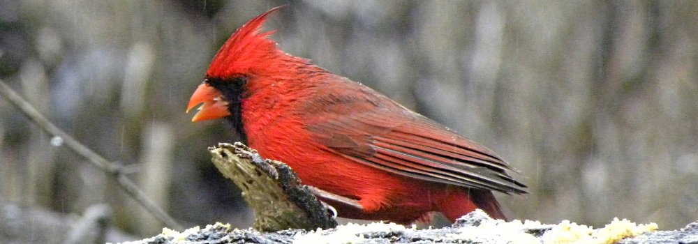 Conical Billed Song BirdsMale Cardinal