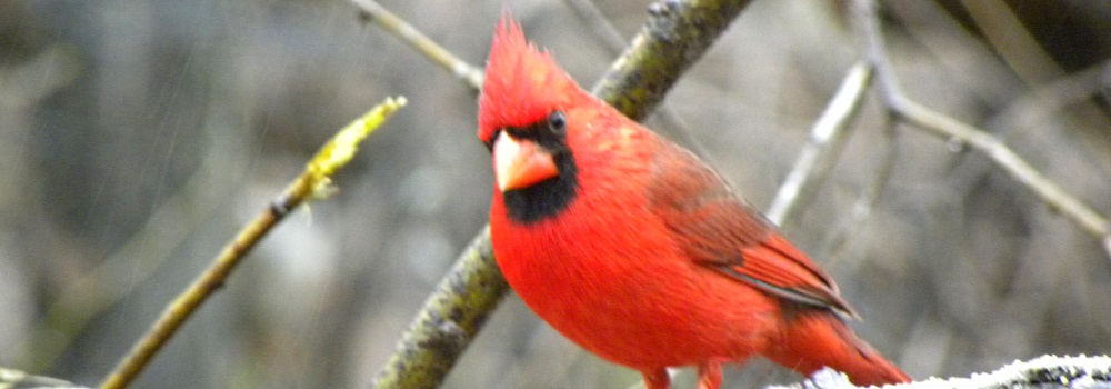 Conical Billed Song BirdsMale Cardinal