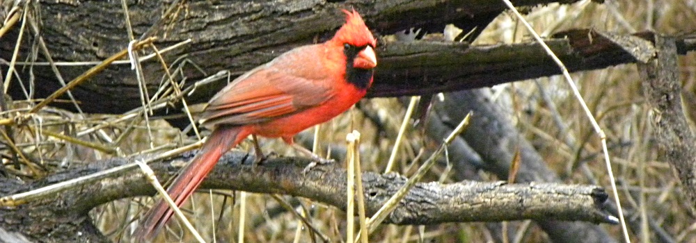 Conical Billed Song BirdsMale Cardinal