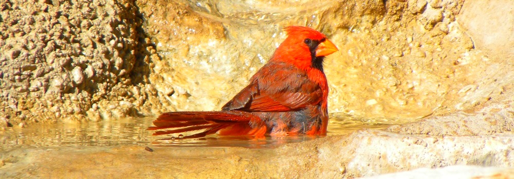 Conical Billed Song BirdsMale Cardinal