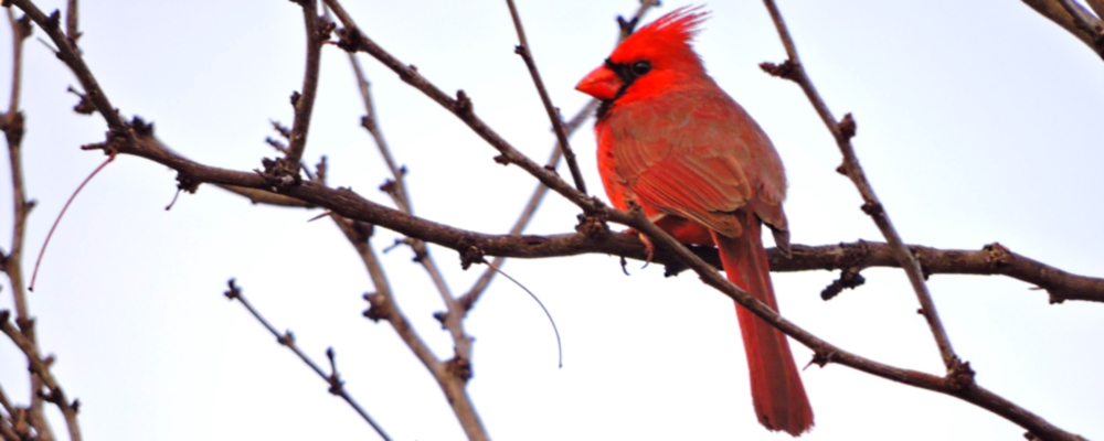 Conical Billed Song BirdsCardinal