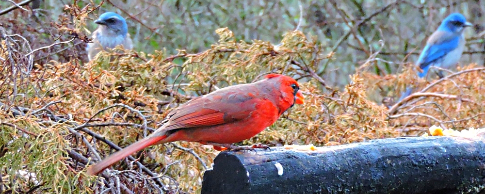 Conical Billed Song BirdsCardinal