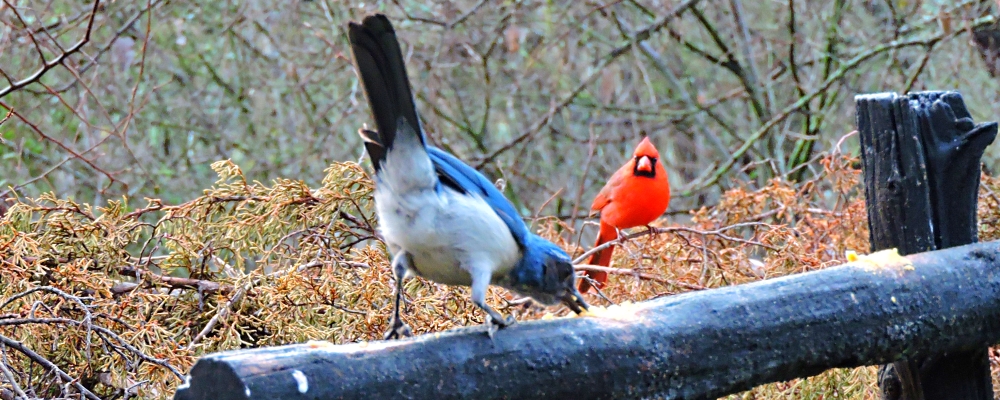 Conical Billed Song BirdsCardinal