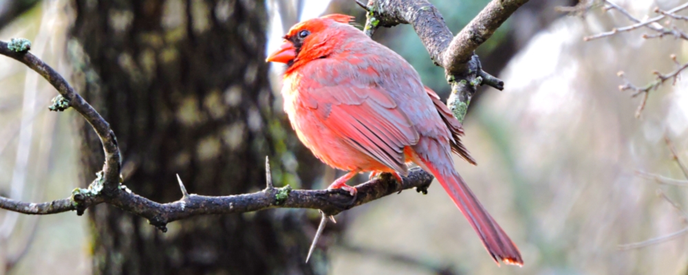 Conical Billed Song BirdsCardinal
