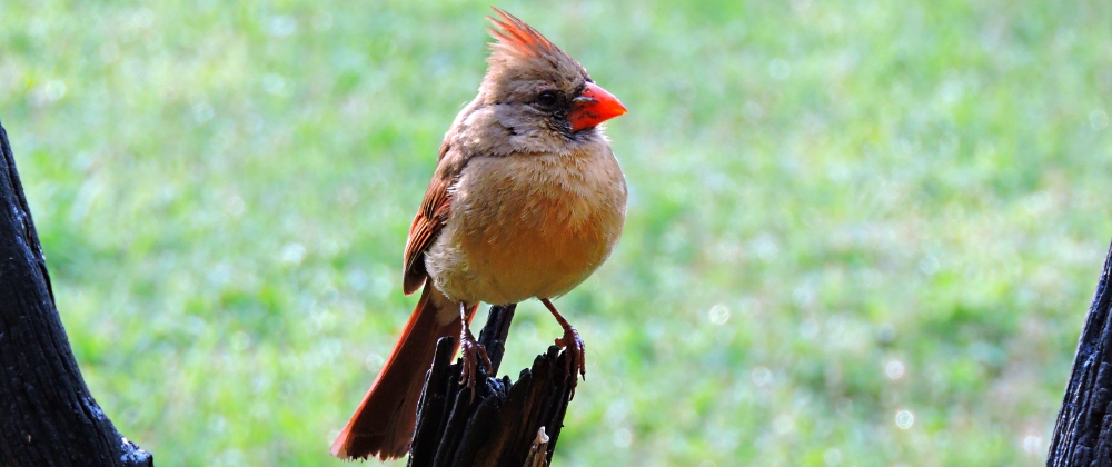 Conical Billed Song BirdsCardinal