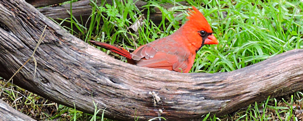 Conical Billed Song BirdsCardinal