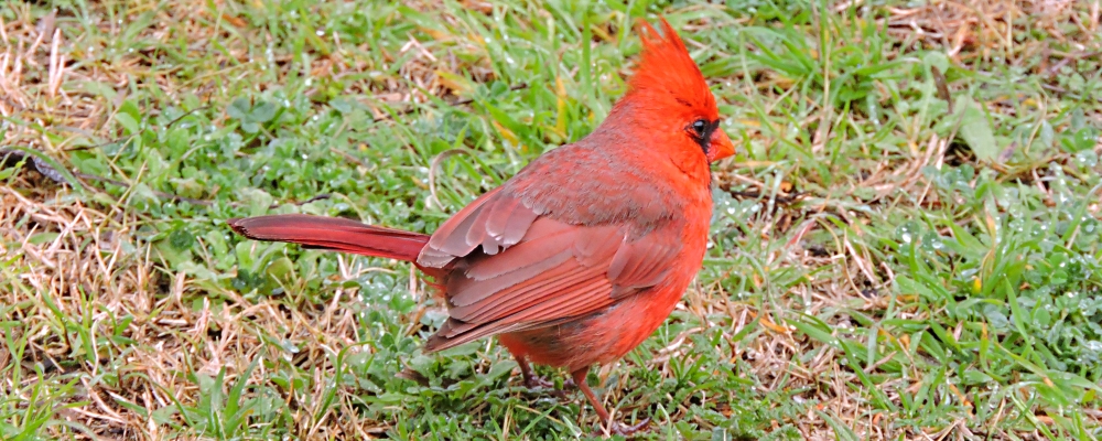 Conical Billed Song BirdsCardinal