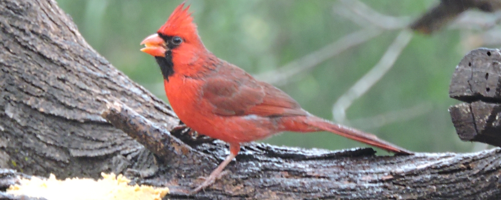 Conical Billed Song BirdsCardinal