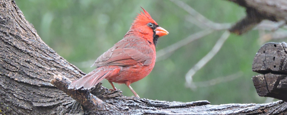 Conical Billed Song BirdsCardinal
