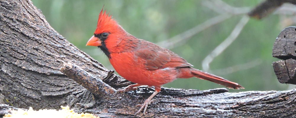 Conical Billed Song BirdsCardinal