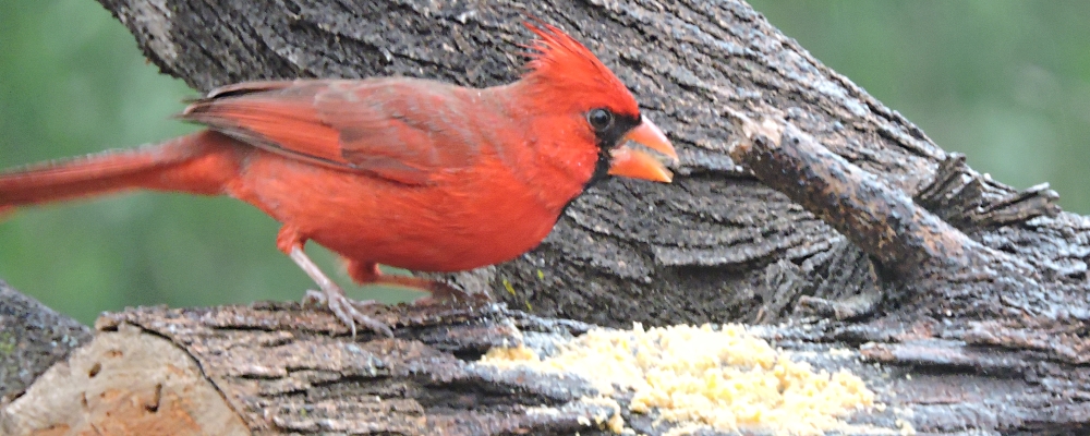 Conical Billed Song BirdsCardinal