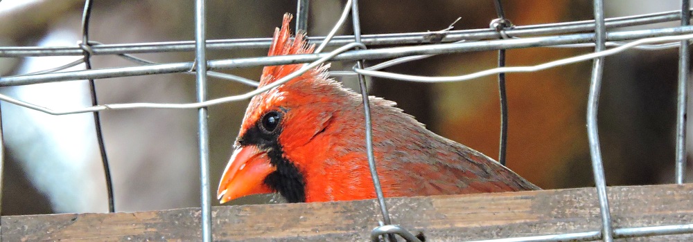 Conical Billed Song BirdsCardinal