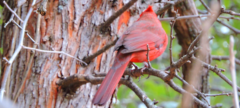 Conical Billed Song BirdsCardinal