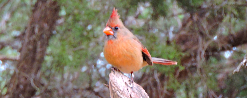 Conical Billed Song BirdsCardinal