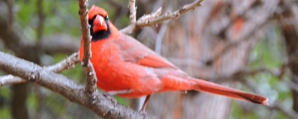 Conical Billed Song BirdsCardinal