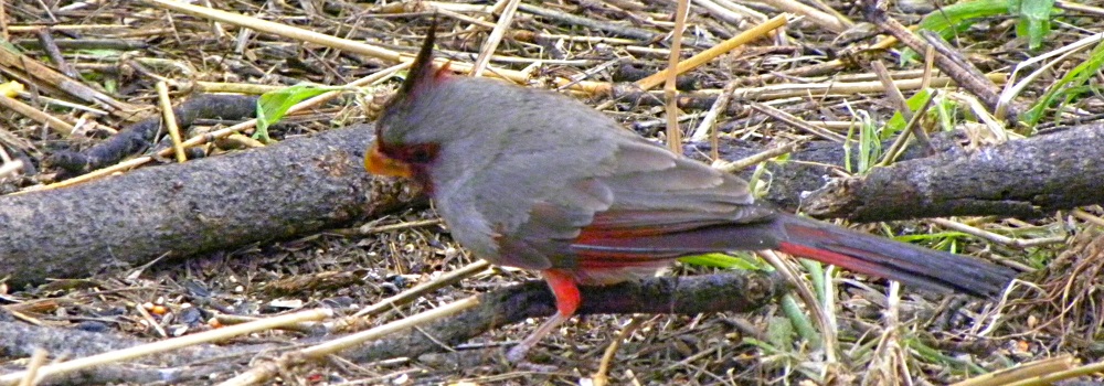 Conical Billed Song BirdsPyrrhuloxia