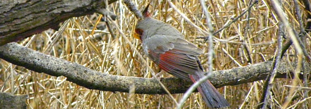Conical Billed Song BirdsPyrrhuloxia