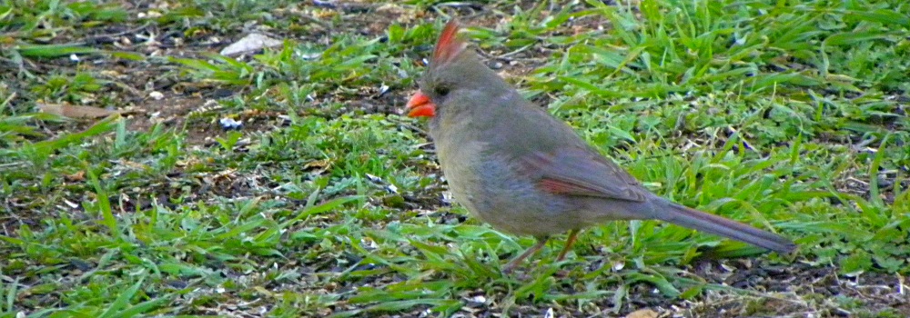 Conical Billed Song BirdsPyrrhuloxia