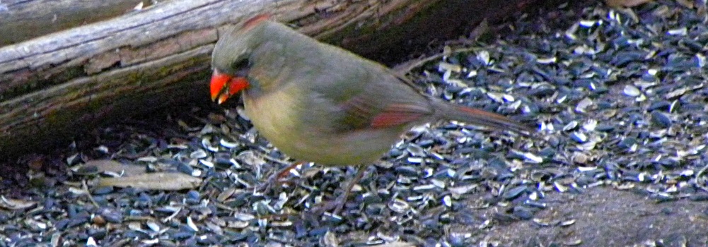 Conical Billed Song BirdsPyrrhuloxia
