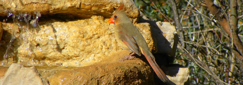 Conical Billed Song BirdsPyrrhuloxia