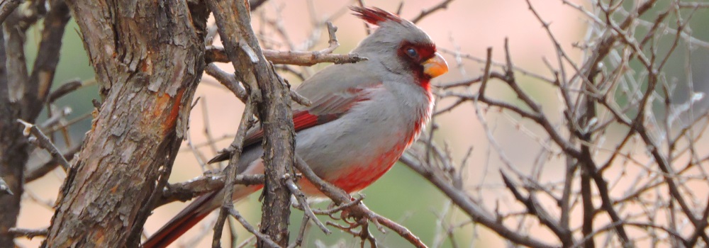 Conical Billed Song BirdsPyrrhuloxia
