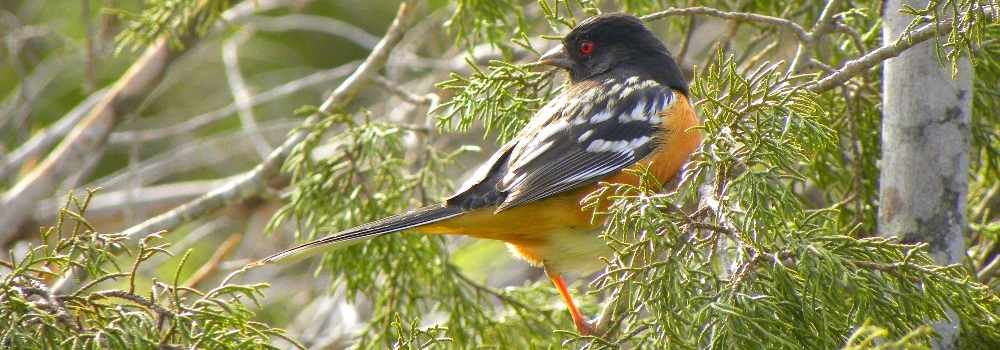 Conical Billed BirdsSpotted Towee