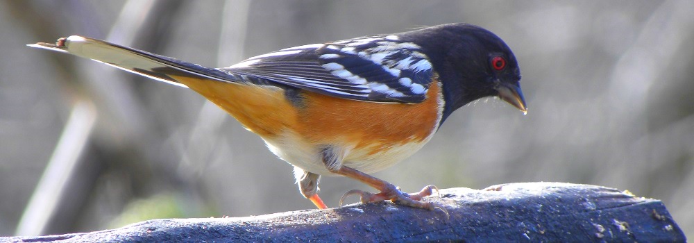 Conical Billed BirdsSpotted Towee