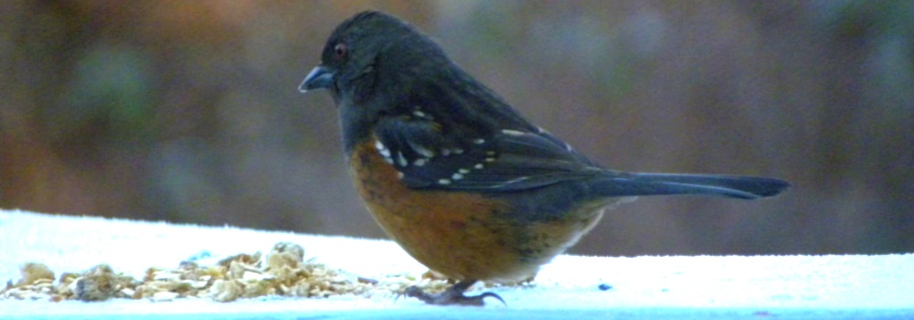 Conical Billed Song BirdsSpotted Towhee