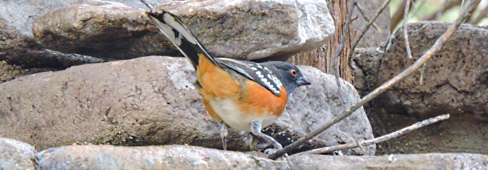 Conical Billed Song BirdsSpotted Towhee