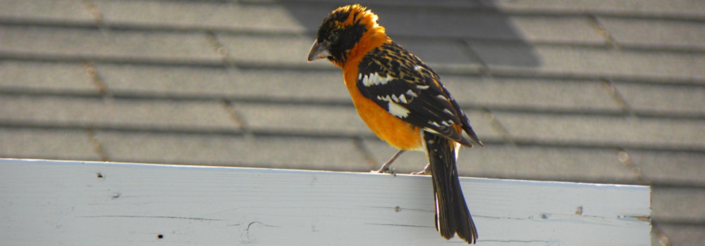 Conical Billed Song BirdsBlack-headed Grosbeak