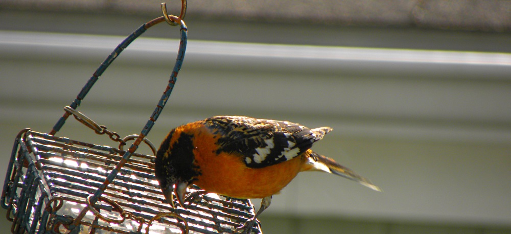 Conical Billed Song BirdsBlack-headed Grosbeak