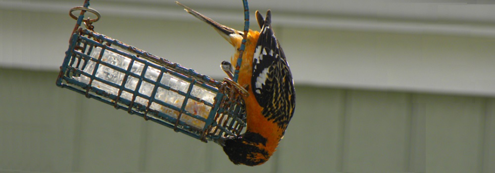 Conical Billed Song BirdsBlack-headed Grosbeak