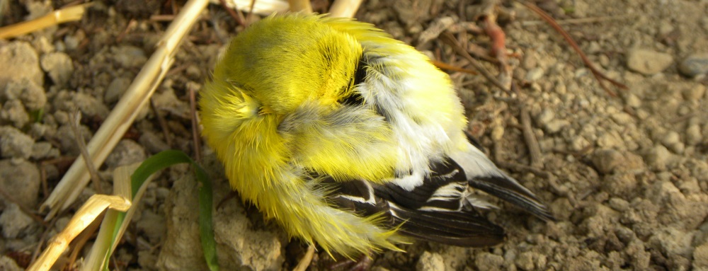 Conical Billed Song BirdsAmerican Goldfinch