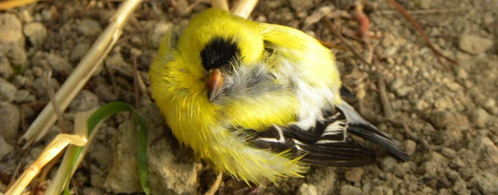 Conical Billed Song BirdsAmerican Goldfinch