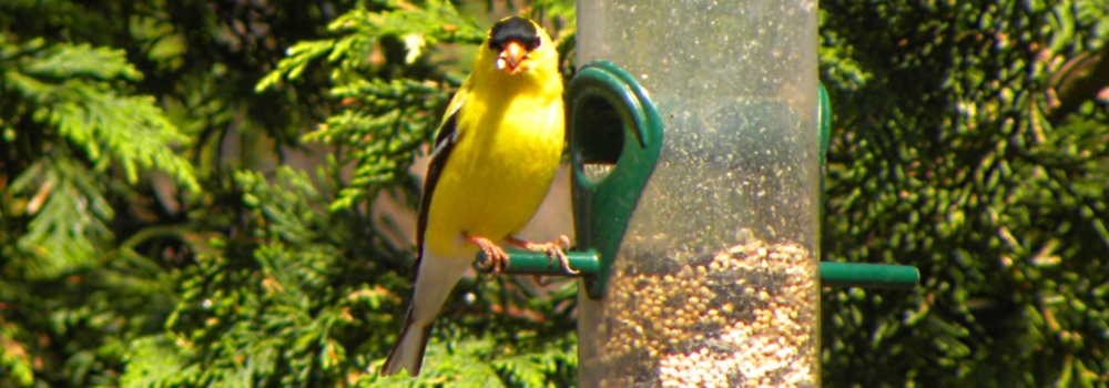 Conical Billed Song BirdsAmerican Goldfinch