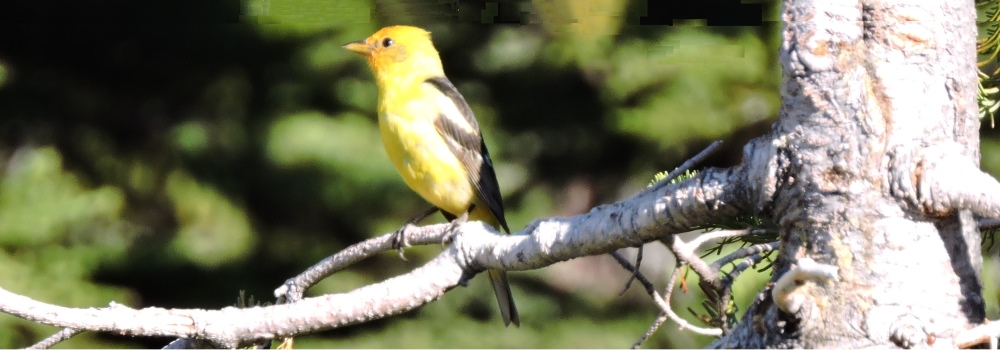 Conical Billed Song BirdsAmerican Goldfinch