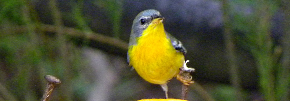 Conical Billed Song BirdsLesser Goldfinch
