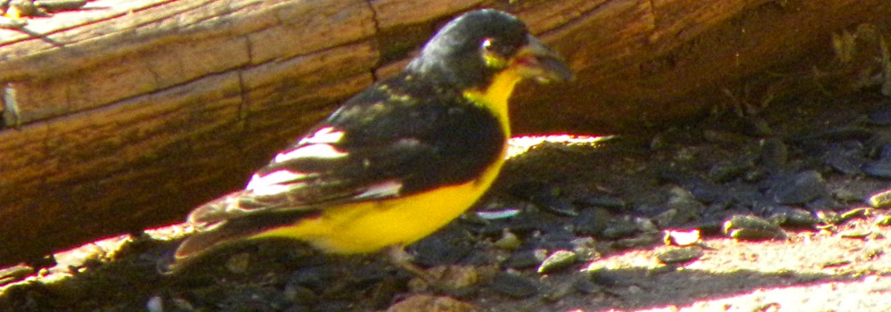 Conical Billed Song BirdsLesser Goldfinch