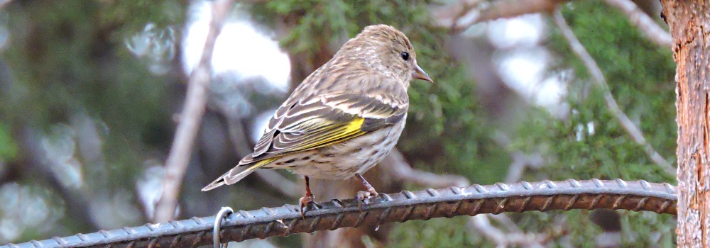 Conical Billed Song BirdsPine Siskin