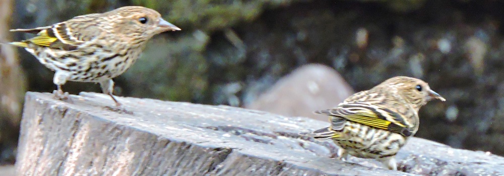Conical Billed Song BirdsPine Siskin