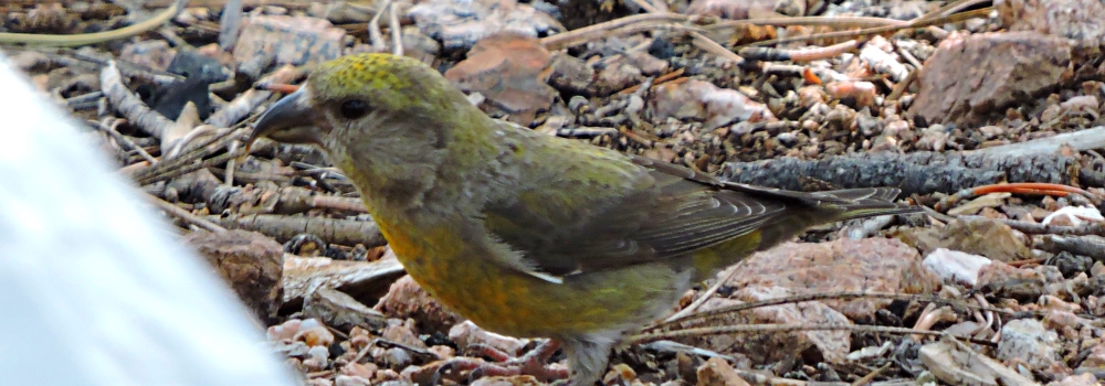 Conical Billed Song BirdsRed Crossbill