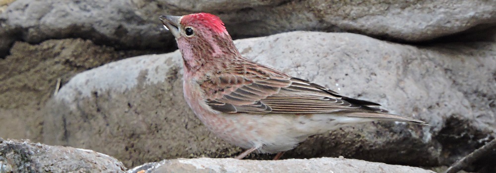Conical Billed Song BirdsCassin&prime;s Finch