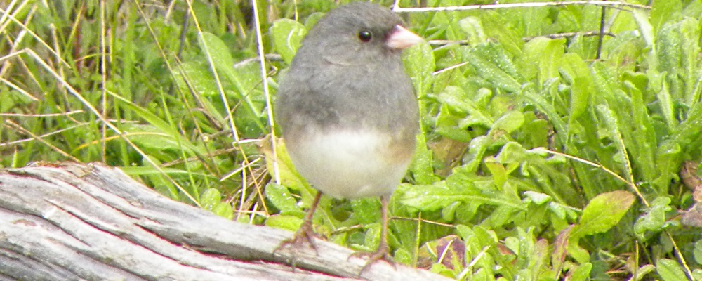 Conical Billed Song BirdsGray-headed Dark-eyed Junco