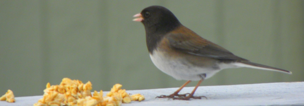 Song Birds: Conical BilledDark-eyedJunco, 155or